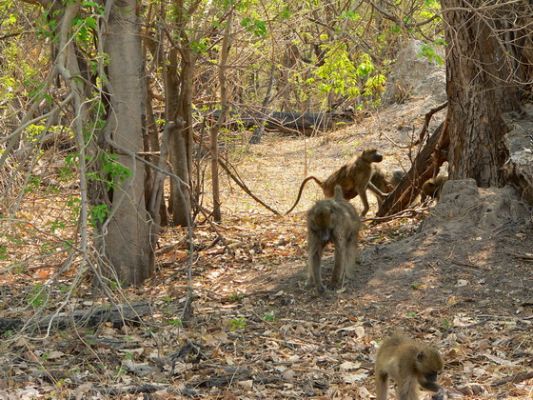 0110_Baboons.jpg