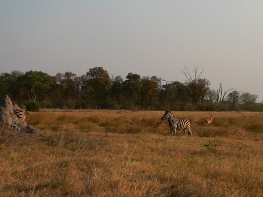 0110_Zebras.jpg