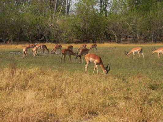 0210_Impalas.jpg