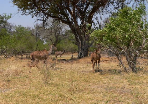 0210_Kudus.jpg