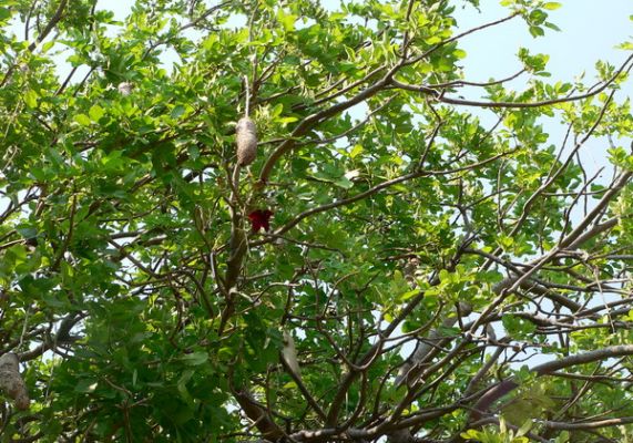 0210_Leberwurstbaum.jpg