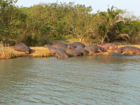 0309_Hippo_3.jpg