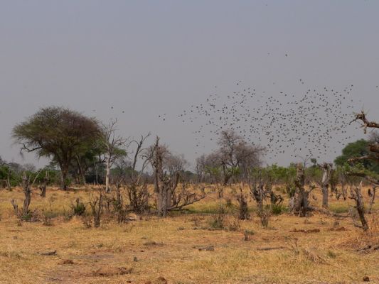 0310_Chobe_Forest.jpg