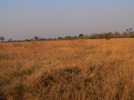 0310_Landschaft_Savuti.jpg