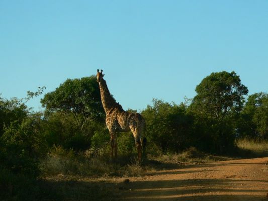 0406_Giraffe1.jpg