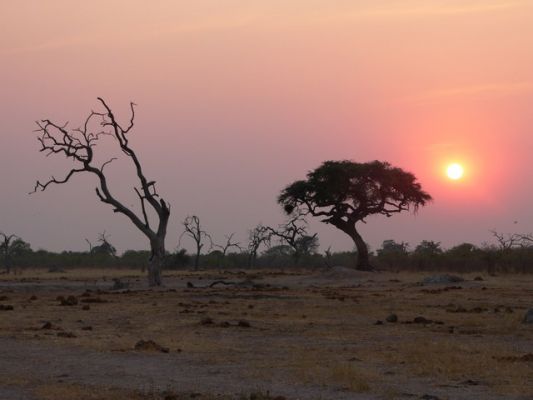 0410_Savuti_SU1.jpg
