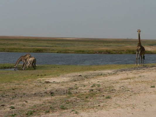 0510_Giraffen.jpg