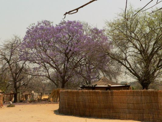 0510_Jacaranda.jpg