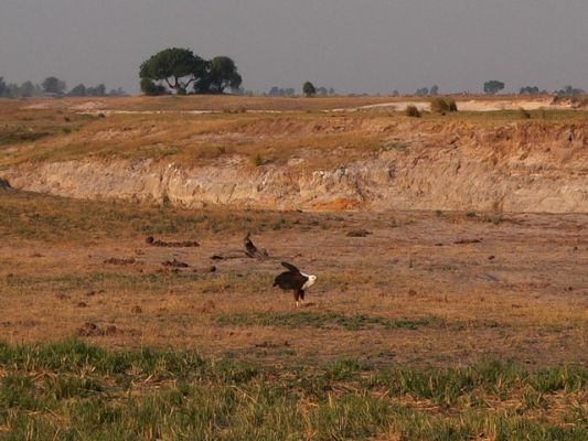0510_Schreiseeadler.jpg