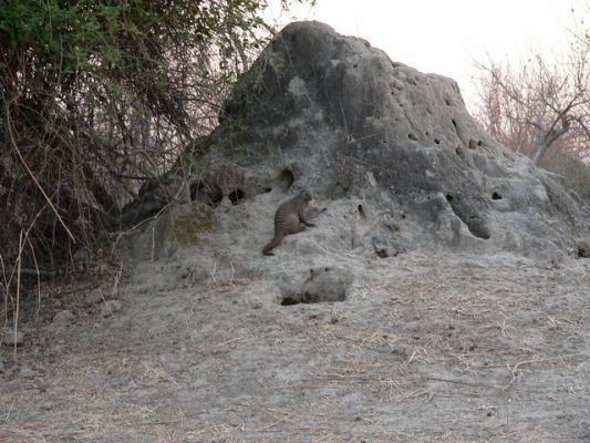 0610_Zebramanguste.jpg
