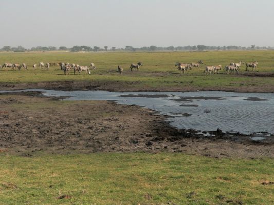 0610_Zebras.jpg
