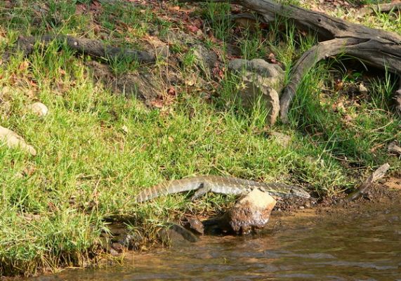 0610_water_monitor_lizard.jpg