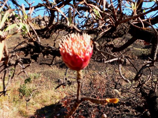 0706_Protea.jpg