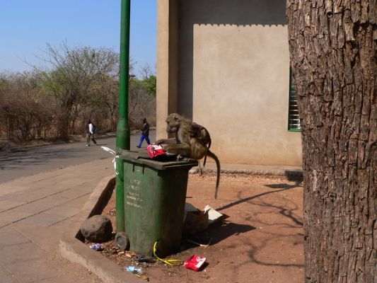 0810_Affe.jpg
