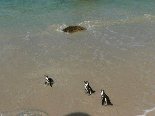 1309_Pinguine.jpg