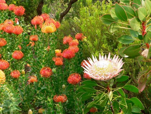 1409_Protea.jpg