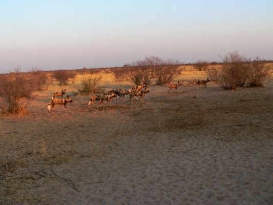 2309_Wildhunde.jpg