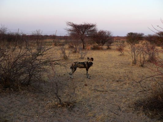 2309_Wildhunde_3.jpg