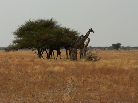 2609_Giraffen.jpg
