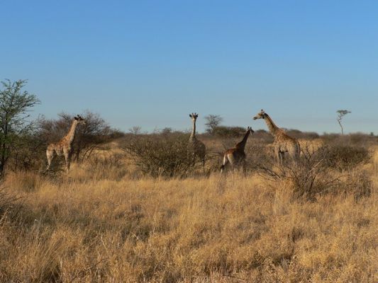 2709_Giraffen.jpg
