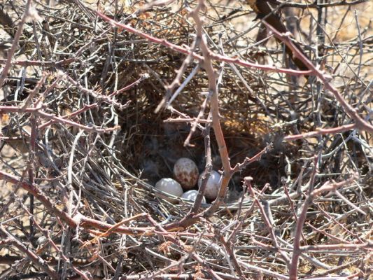 2709_Nest.jpg