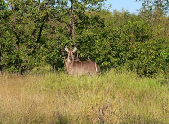 2805_Kudu.jpg