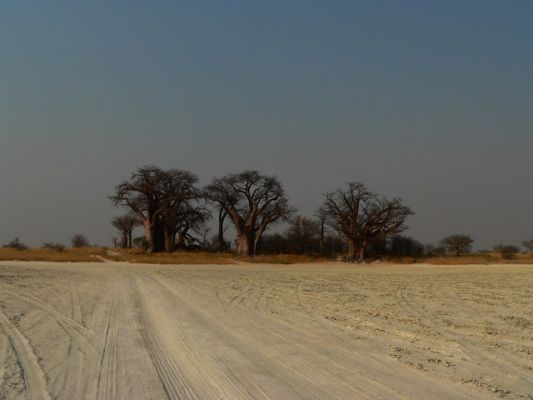 2909_Baines_Baobabs2.jpg