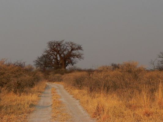 2909_BaobabLoop.jpg