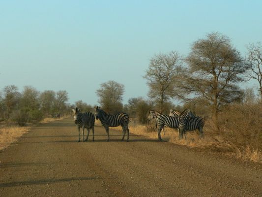 3108_4_Zebras.jpg