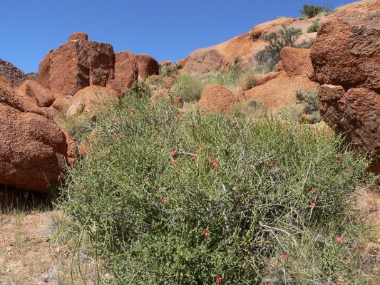 Botanical_Trail8.jpg