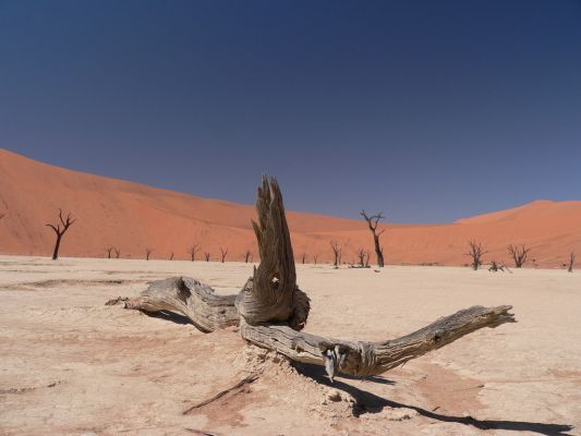 Dead_Vlei13.jpg