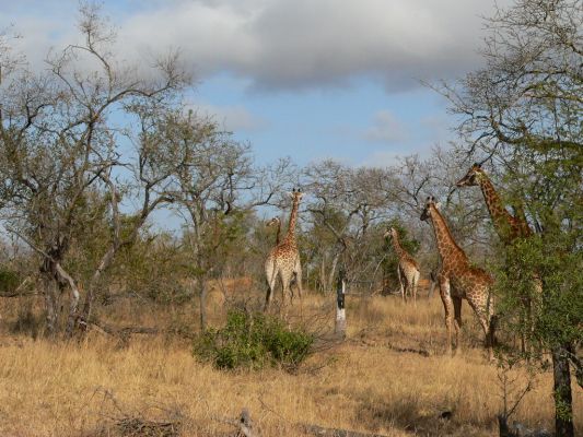 EP-Giraffen.jpg