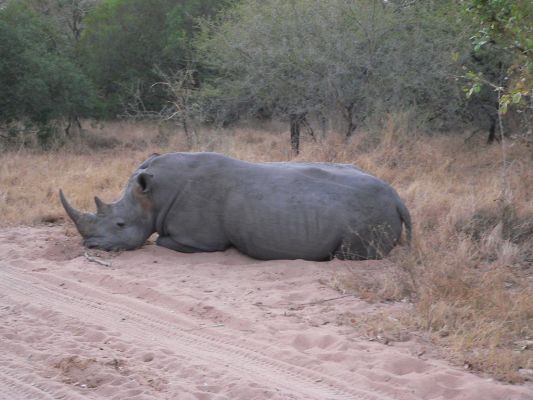 EP-Nashorn_liegend.jpg