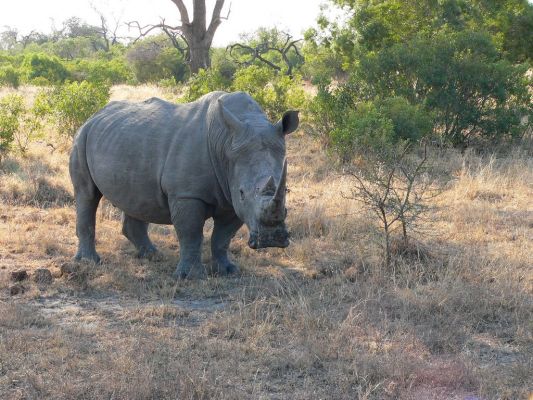 EP-Nashorn_stehend.jpg