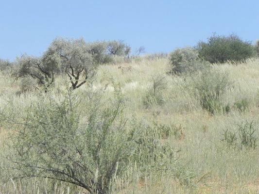 Gepard1.JPG