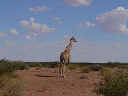 Giraffe.JPG
