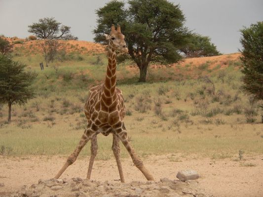 Giraffe_beim_Trinken3.JPG