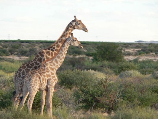 Giraffen2.JPG