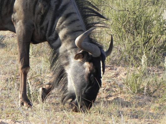 Gnu1.JPG