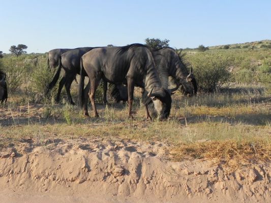 Gnus.JPG