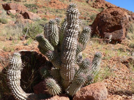 Hoodia.jpg