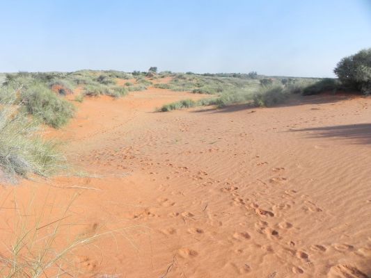 Kalahari_Trails_Duenen~0.JPG