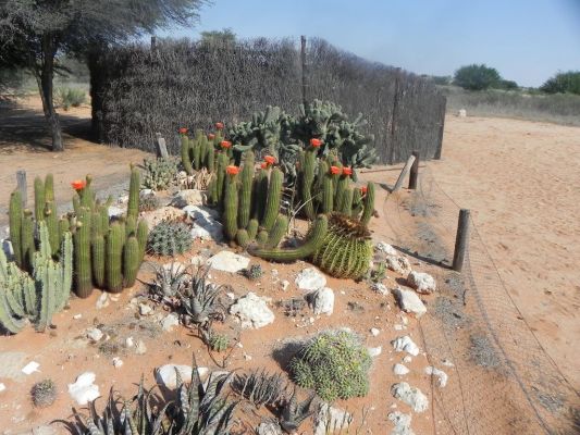 Kalahari_Trails_Kakteen.JPG