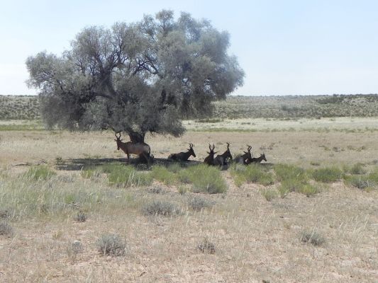 Kuhantilopen.JPG