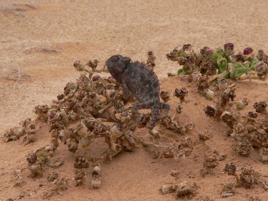 Namaqua-Chameleon.jpg