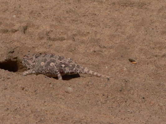 Namaqua-Chameleon1.jpg