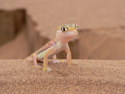Palmatogecko0.jpg