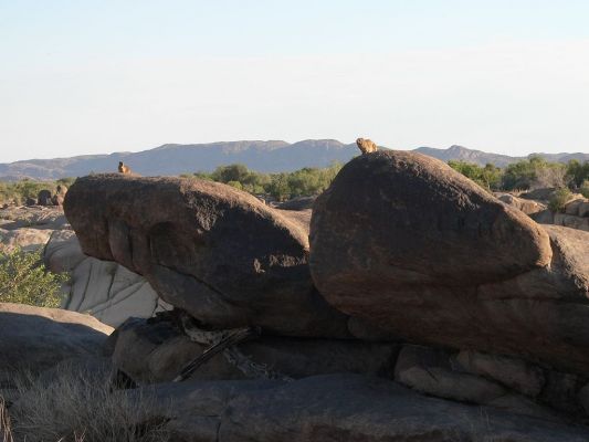 Rockdassies~0.JPG