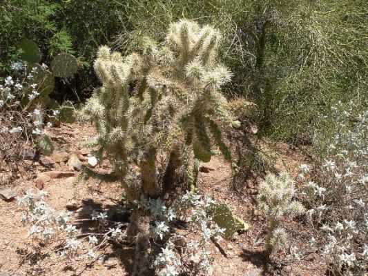 Saguaro 3.jpg
