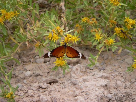 Schmetterling2.JPG